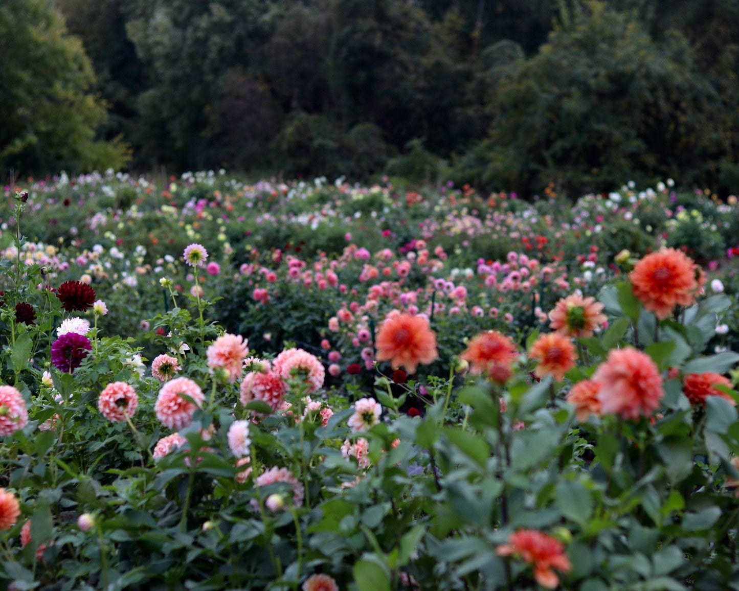 Dahlia U-PICK Event