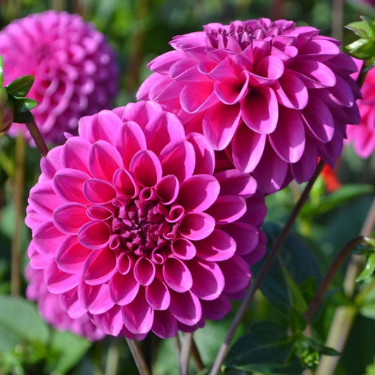 Dahlia (Light Purple Shades, Medium)
