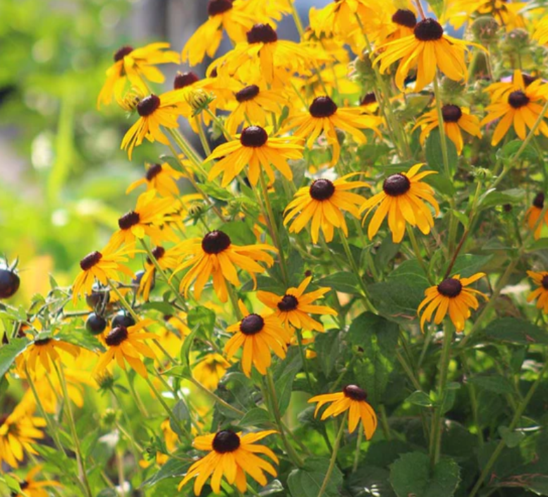 Rudbeckia (Goldsturm/Black Eyed Susan)