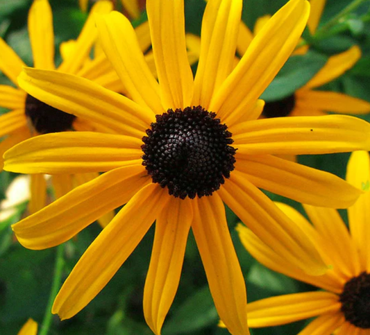 Rudbeckia (Goldsturm/Black Eyed Susan)