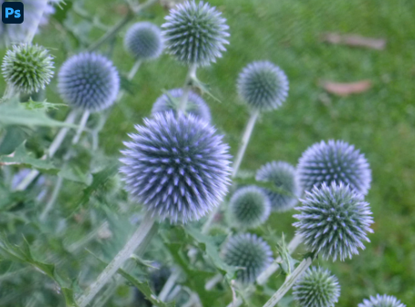 Echinops (Globe Thistle)