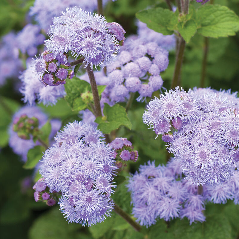 Ageratum (Blue)