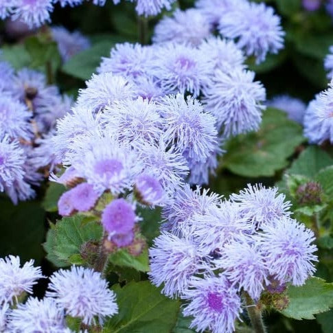 Ageratum (Blue)