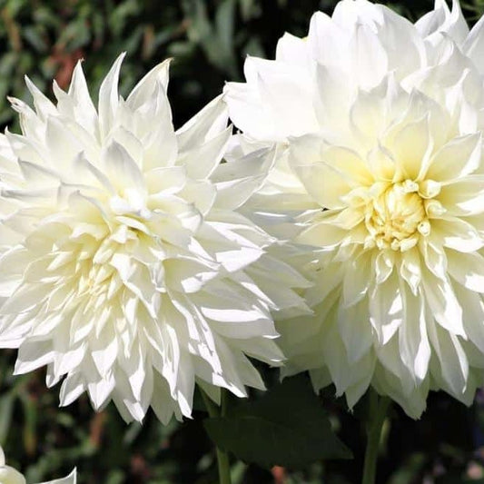 Dahlia (White, Large)