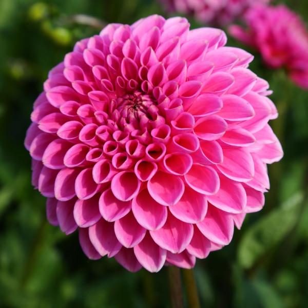Dahlia (Hot Pink Shades, Medium)