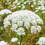 Laceflower, Majus (Queen Anne’s)