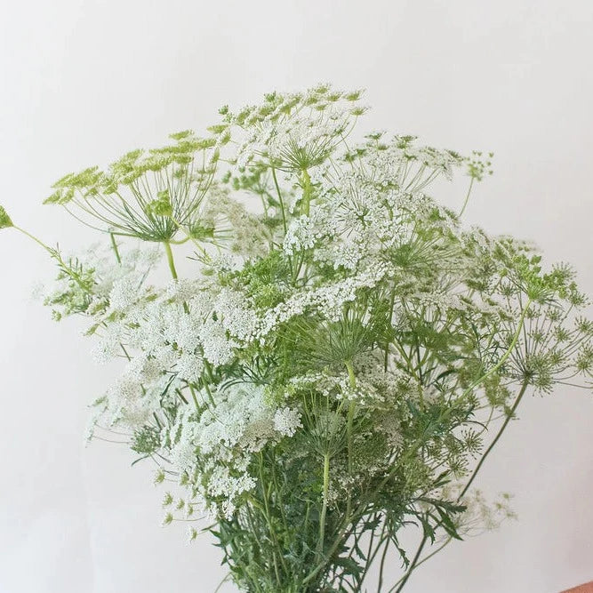 Laceflower, Majus (Queen Anne’s)