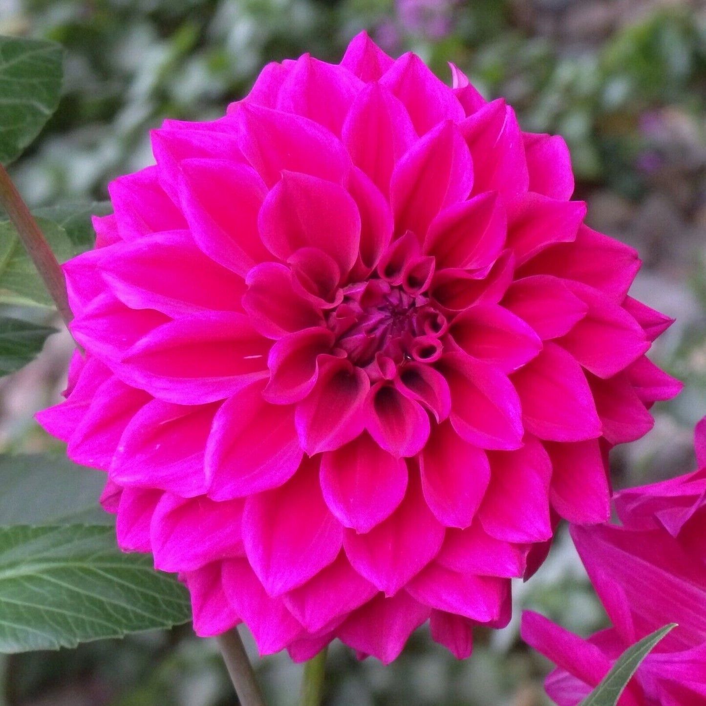 Dahlia (Hot Pink Shades, Medium)