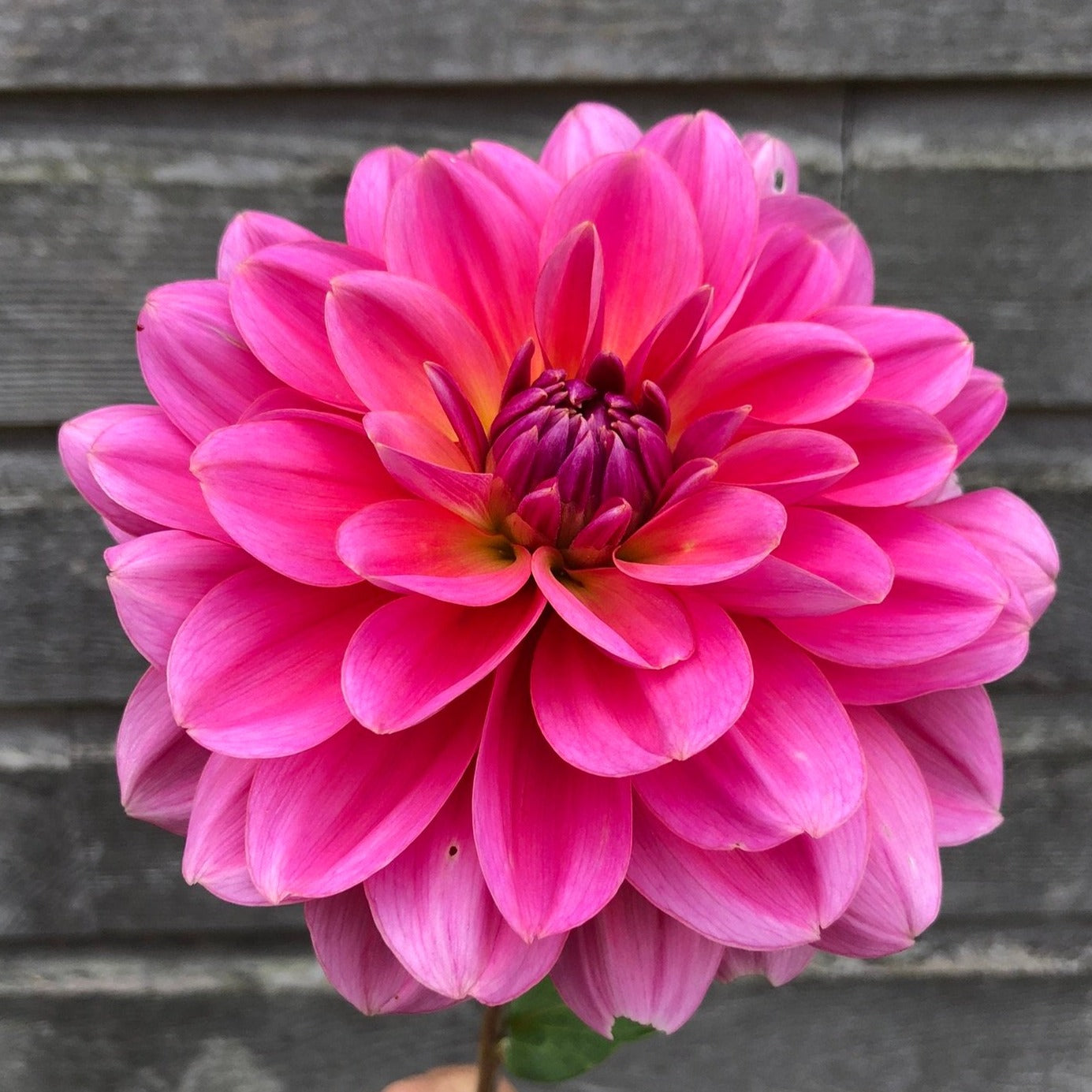 Dahlia (Hot Pink Shades, Medium)