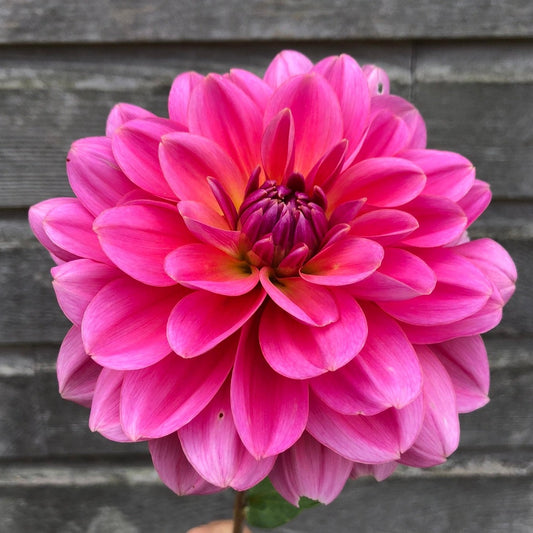 Dahlia (Hot Pink Shades, Medium)
