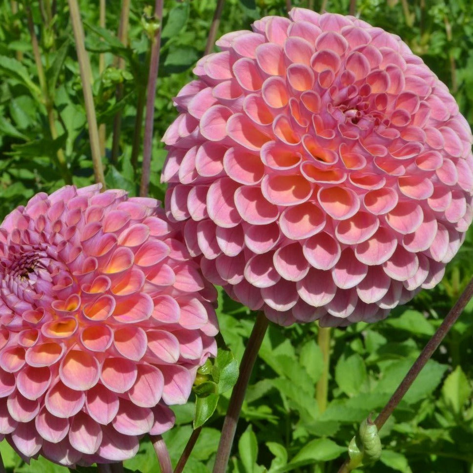 Dahlia (Coral Shades, Medium)