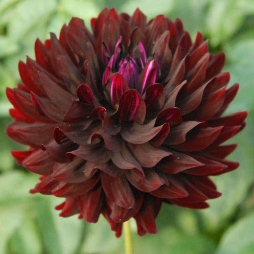 Dahlia (Burgundy/Red Shades, Medium)