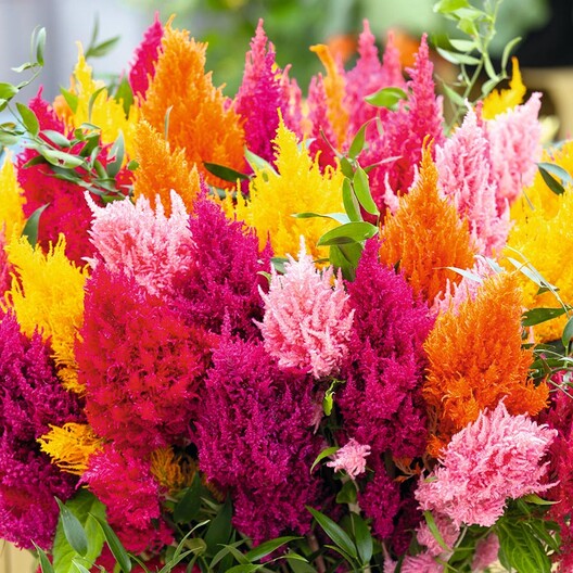 Celosia, Plume (Mixed Colors)