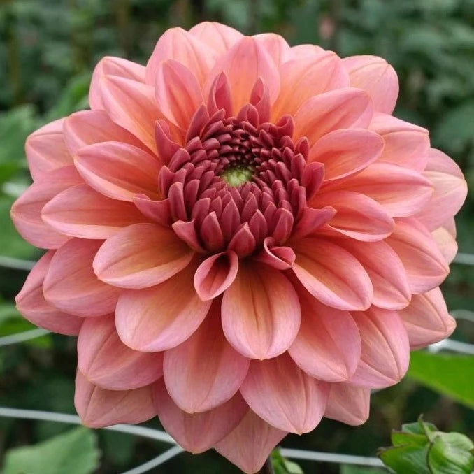 Dahlia (Coral Shades, Medium)