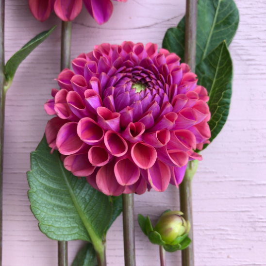Dahlia (Plum Shades, Medium)