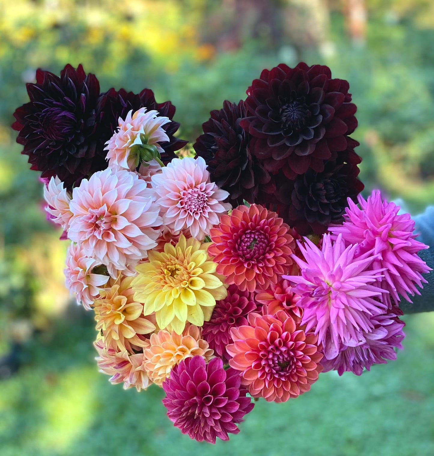 Dahlia (Mixed, Medium)