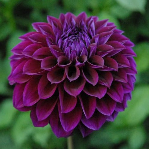 Dahlia (Plum Shades, Medium)