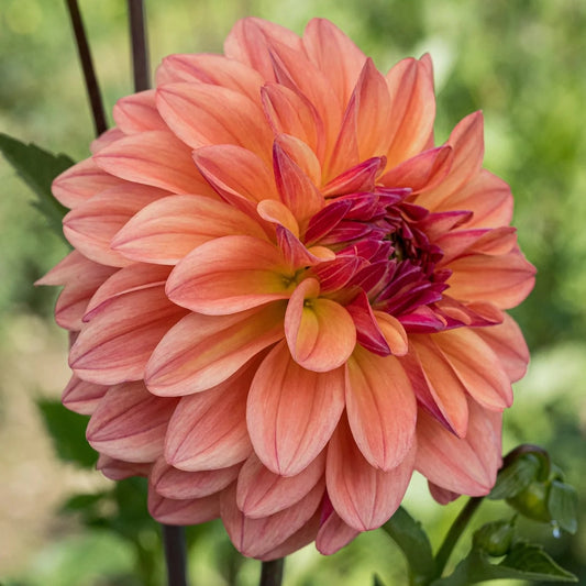 Dahlia (Coral Shades, Medium)