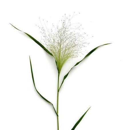 Grass, Panicum (Frosted Explosion)