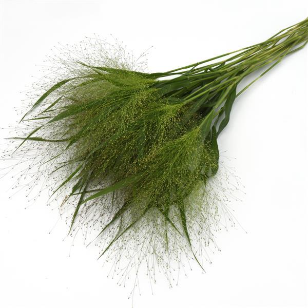 Grass, Panicum (Frosted Explosion)