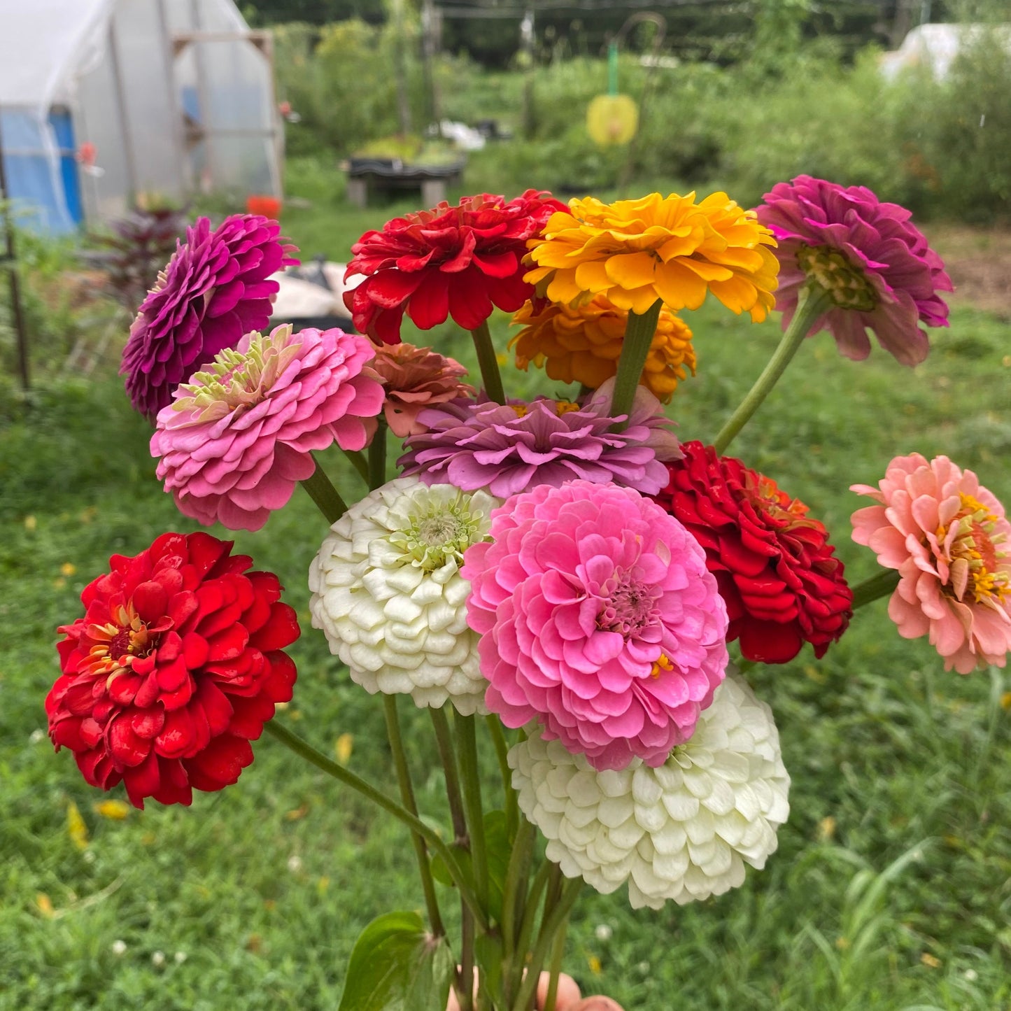 Zinnia, (Mixed)