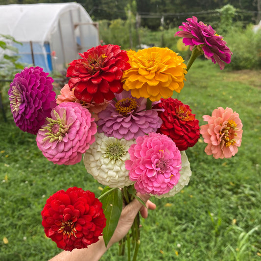 Zinnia, (Mixed)