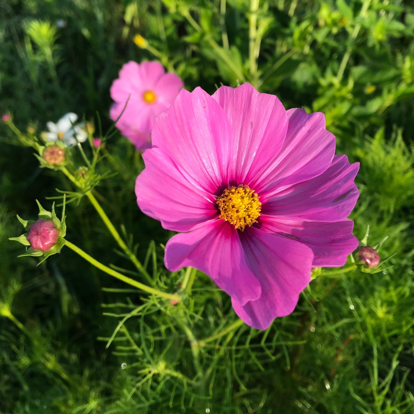 Cosmos (Hot Pink/Magenta
