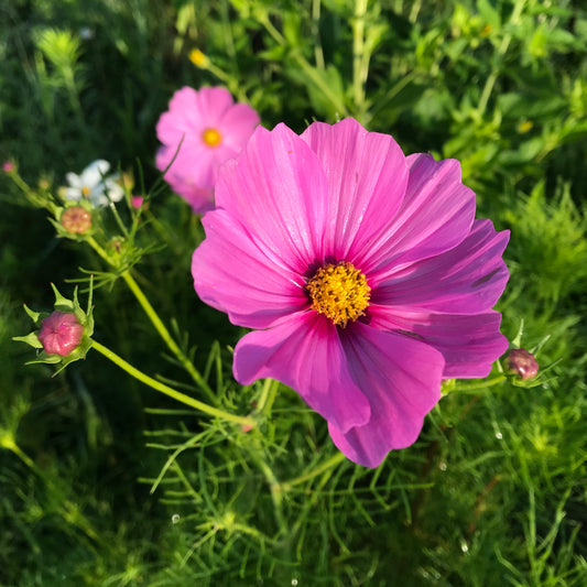 Cosmos (Hot Pink/Magenta