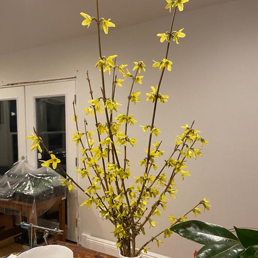 Forsythia Branches