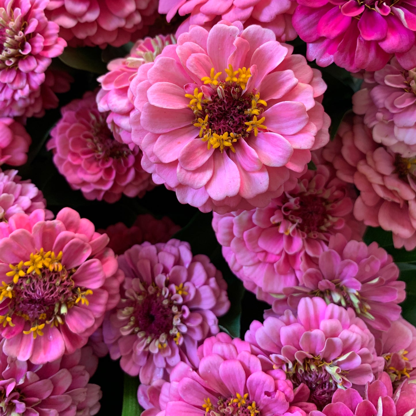 Zinnia, Oklahoma (Pink)