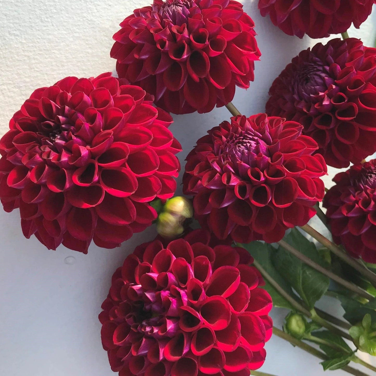 Dahlia (Burgundy/Red Shades, Medium)