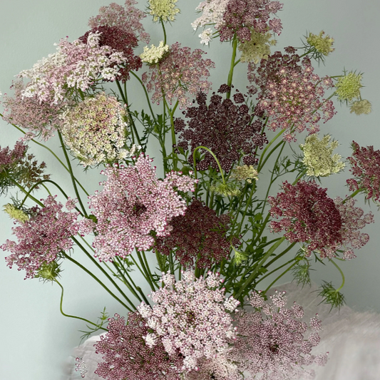 Laceflower, Dara (Chocolate)