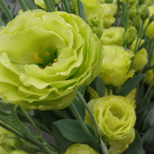 Lisianthus (Green)