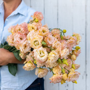 Lisianthus (Champagne)