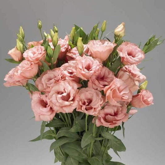 Lisianthus (Apricot)