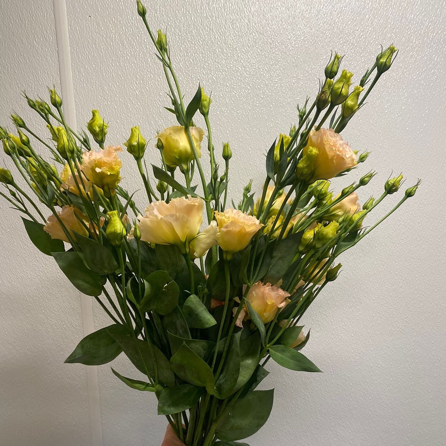 Lisianthus (Champagne)