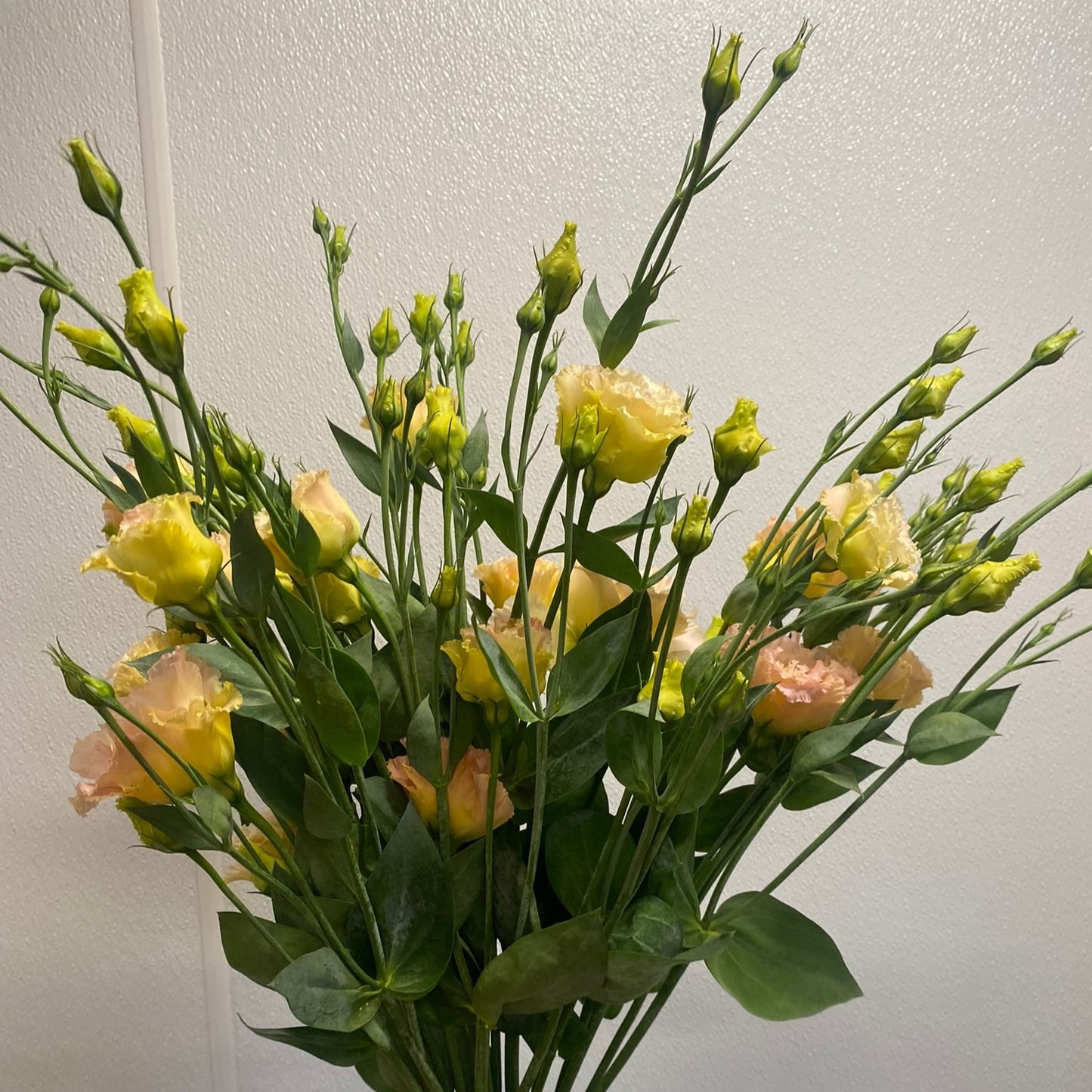 Lisianthus (Champagne)