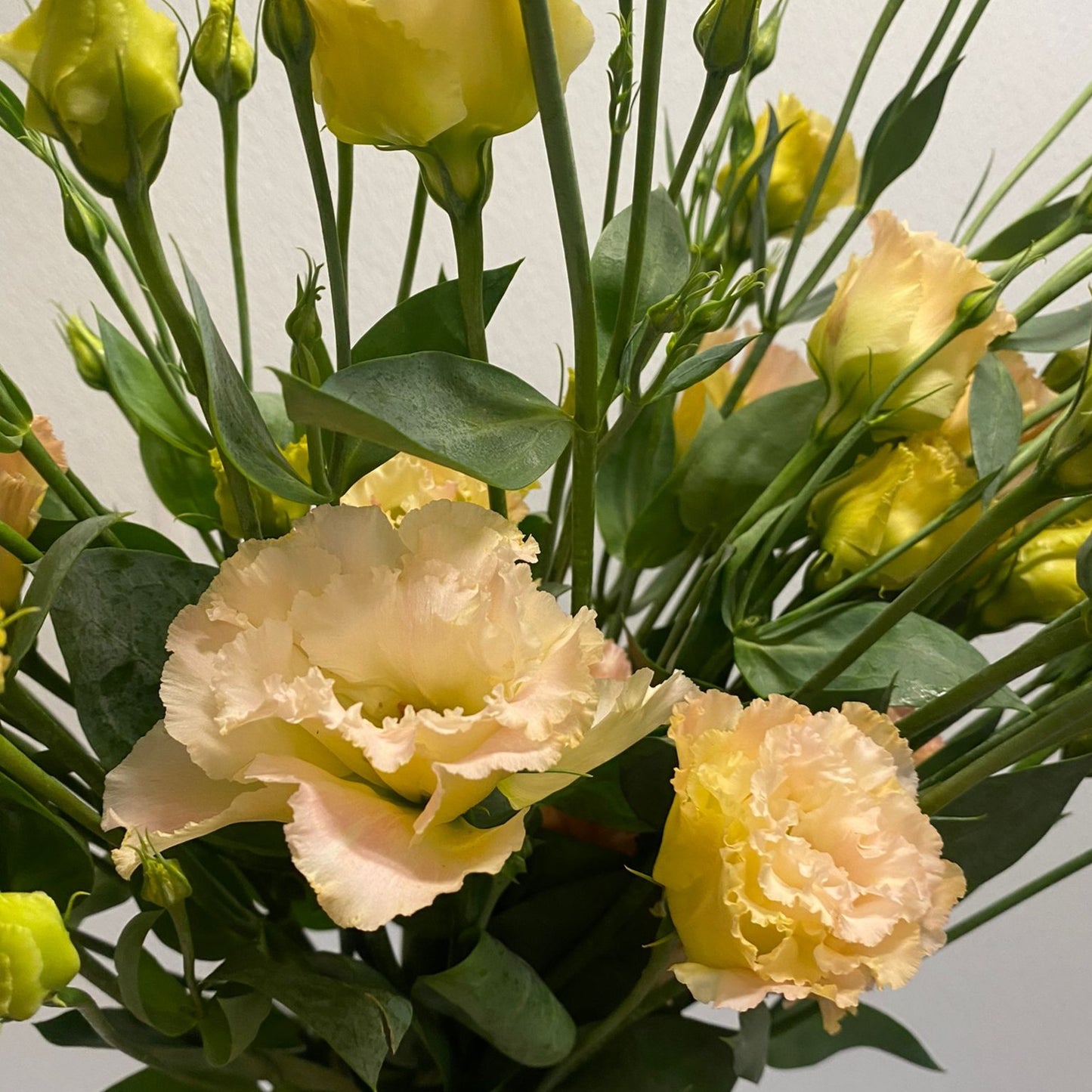 Lisianthus (Champagne)
