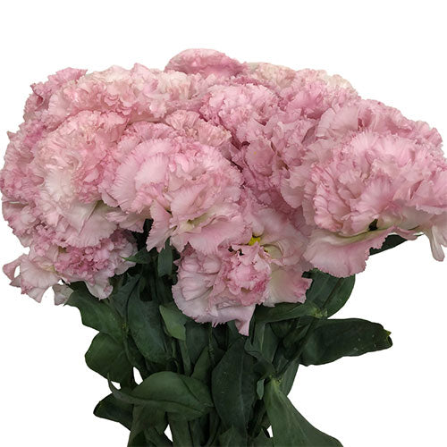 Lisianthus (Light Pink)