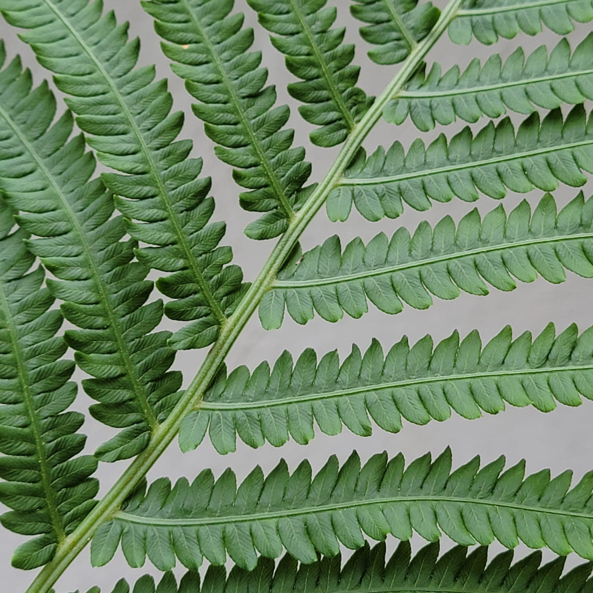 Fern, Ostrich