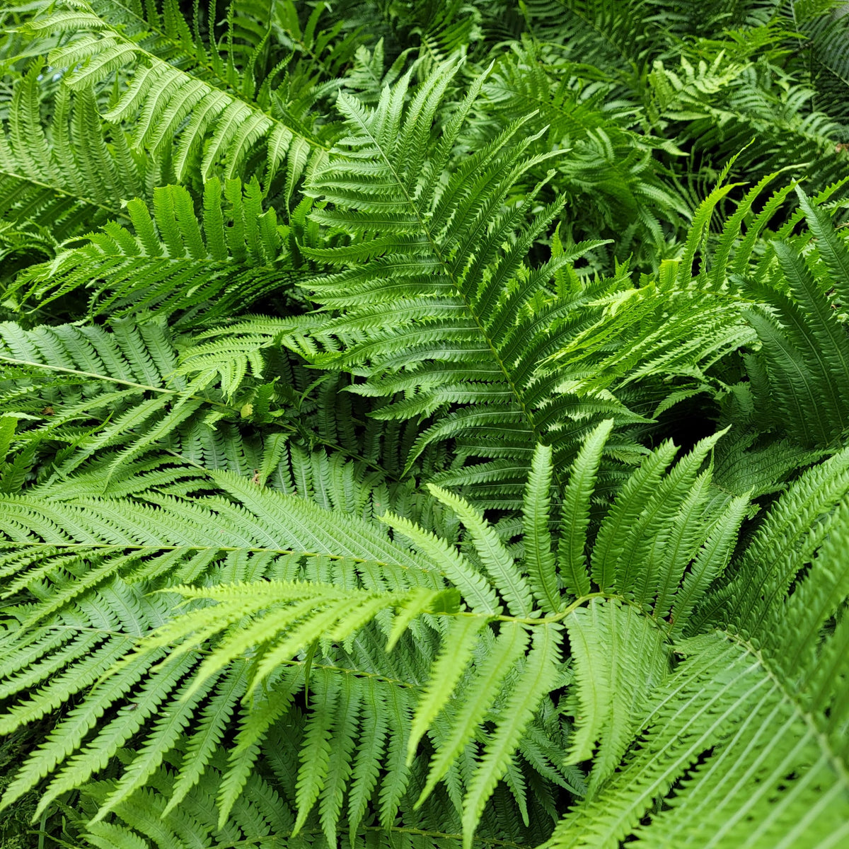 Fern, Ostrich