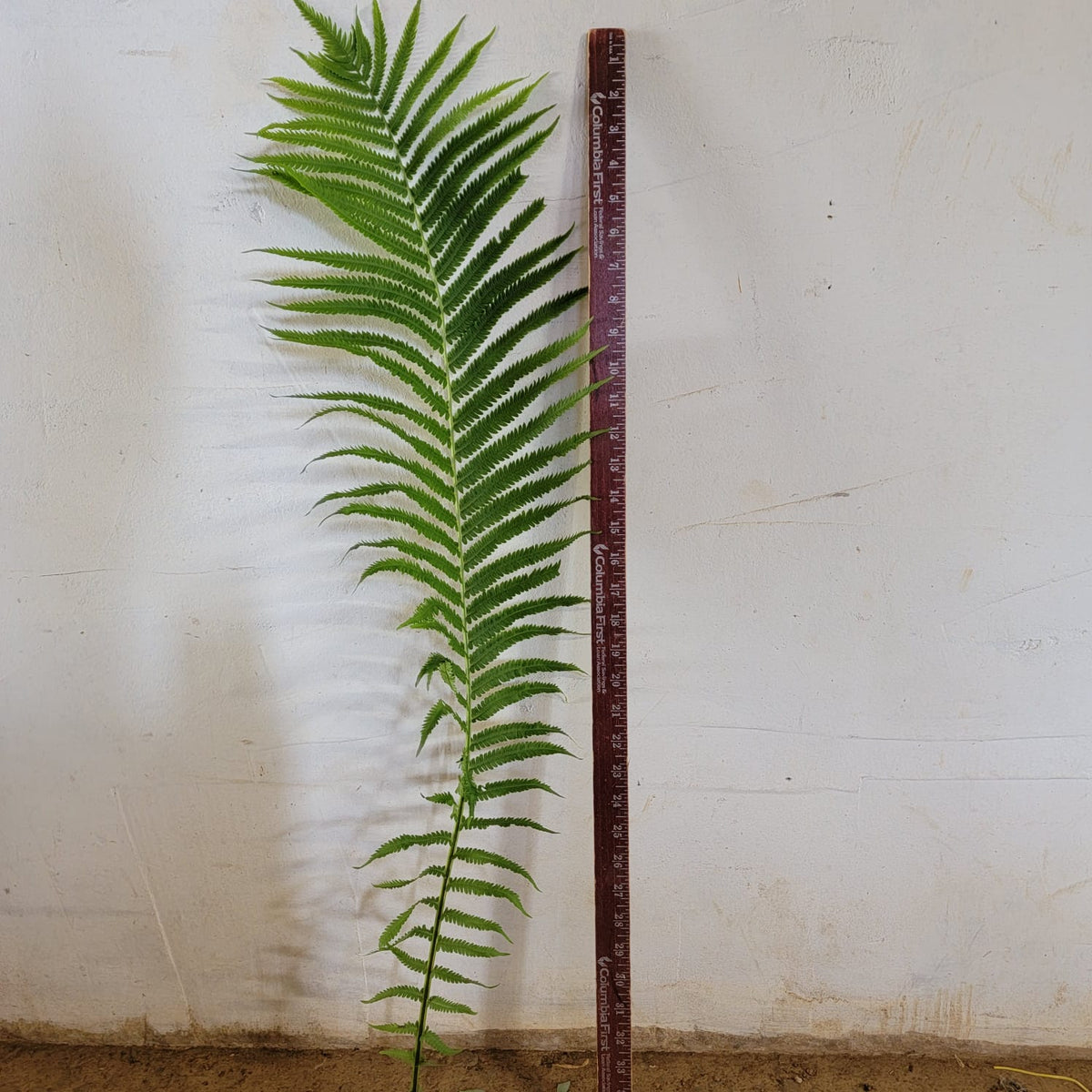 Fern, Ostrich