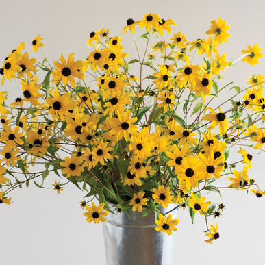 Rudbeckia (Triloba)