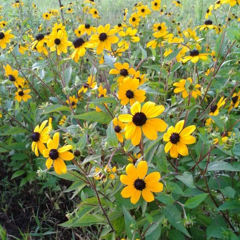 Rudbeckia (Triloba)