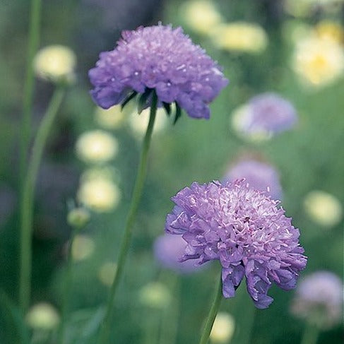 Scabiosa, Purple