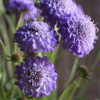 Scabiosa, Purple