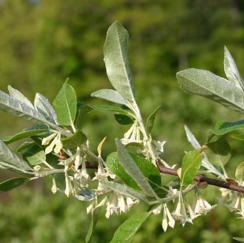 Autumn Olive Branches (Medium)