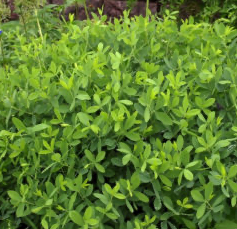 Baptisia Foliage