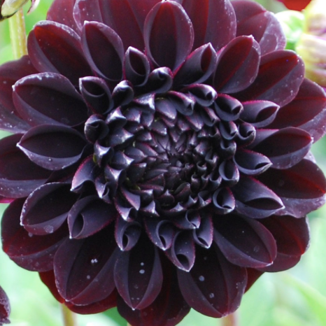 Dahlia (Burgundy/Red Shades, Medium)