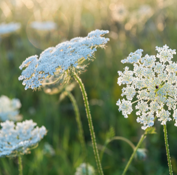 Laceflower, Ammi (White)